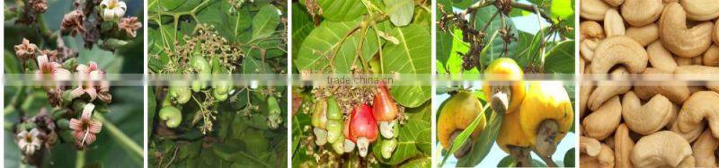 HACCP Certified Cashew Nut Wasabi Coated Cashew Nuts Snacks