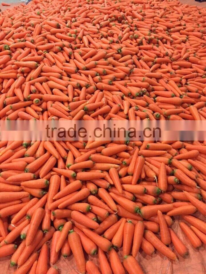VIETNAM FRESH CARROTS CHEAP