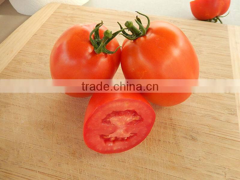 Marina F1 (PELLETED) Hybrid Tomato Seeds