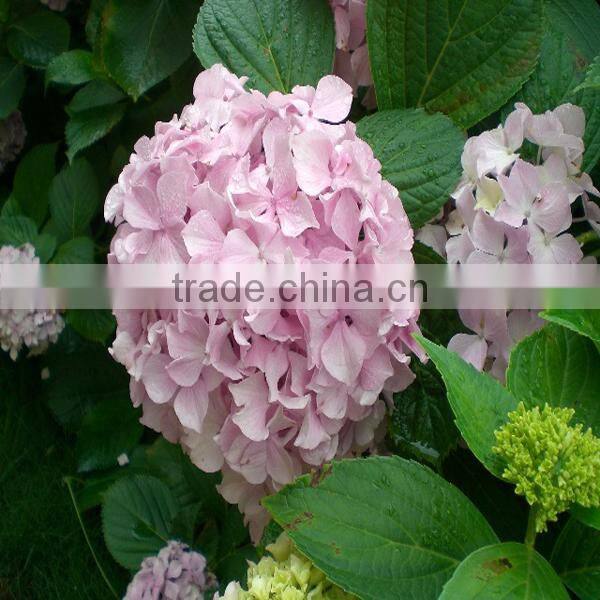 Wholesale cheap fresh cut hydrangea flowers