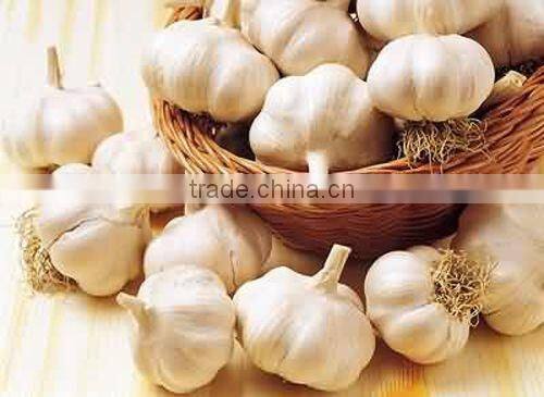 Automatic fresh and dry garlic cutting machine