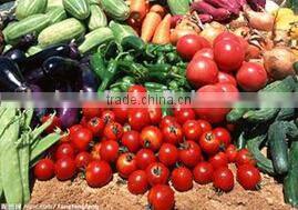 Stainless steel Potato/Carrot Washing Machine