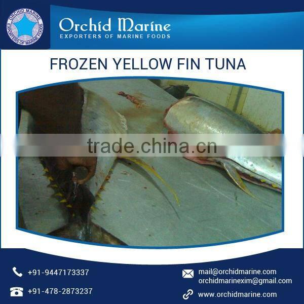 Fresh Canned and Frozen Yellow Fin Tuna Fish Exporter