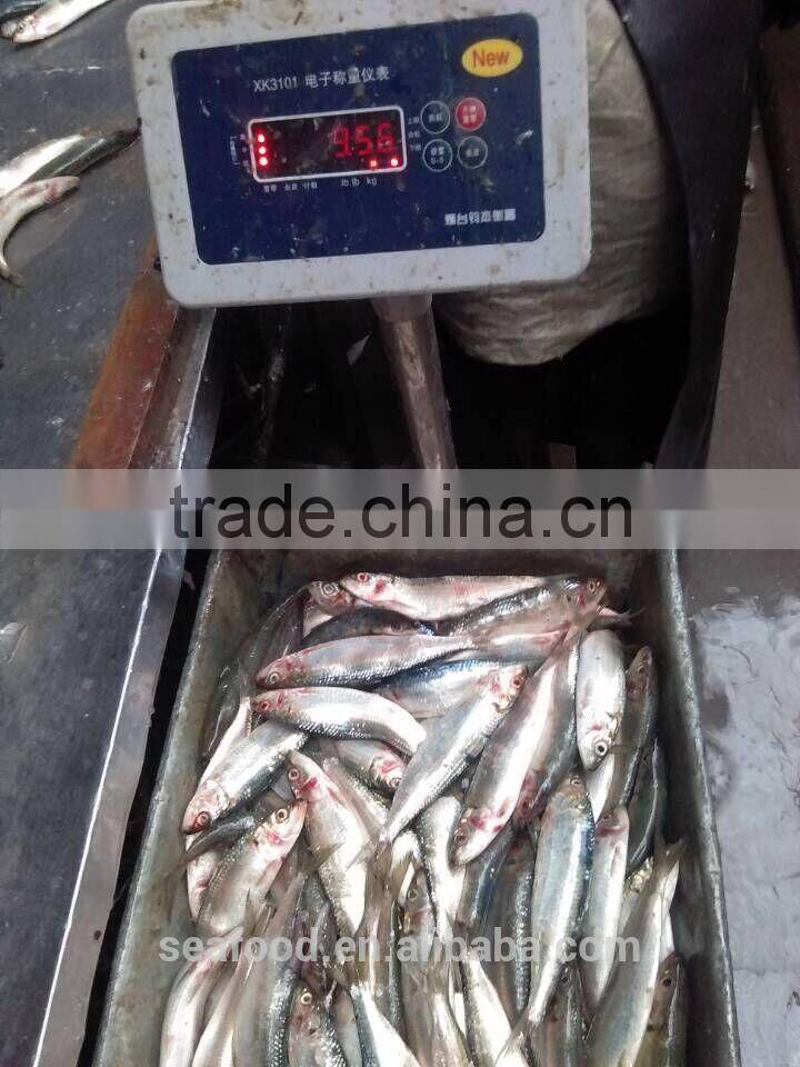 Frozen &cheap sardine fish 8-10 ppk for the canning wholesale frozen seafood