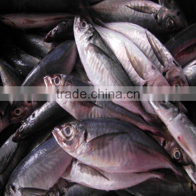 Canned fish horse mackerel japanese horse mackerel fish