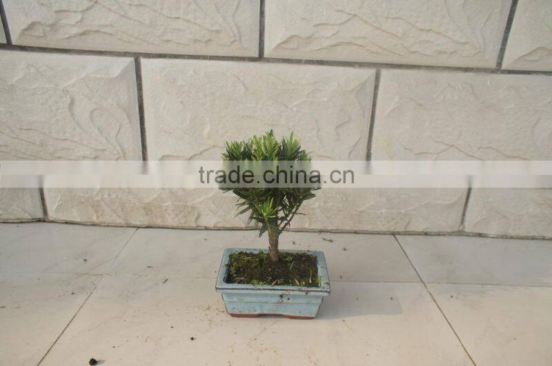Indoor Bonsai Podocarpus Macrophyllus for Decoration ball shape