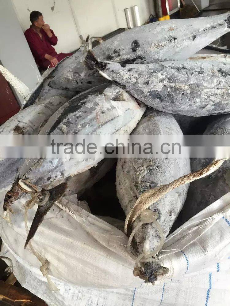 longline frozen skipjack tuna 5kg up ( katsuwonus pelamis)