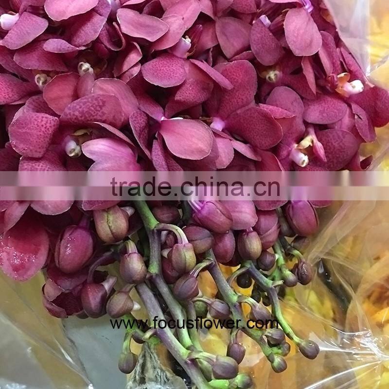 Wedding Fresh Cut Red Orchid Plants From China Wholesale
