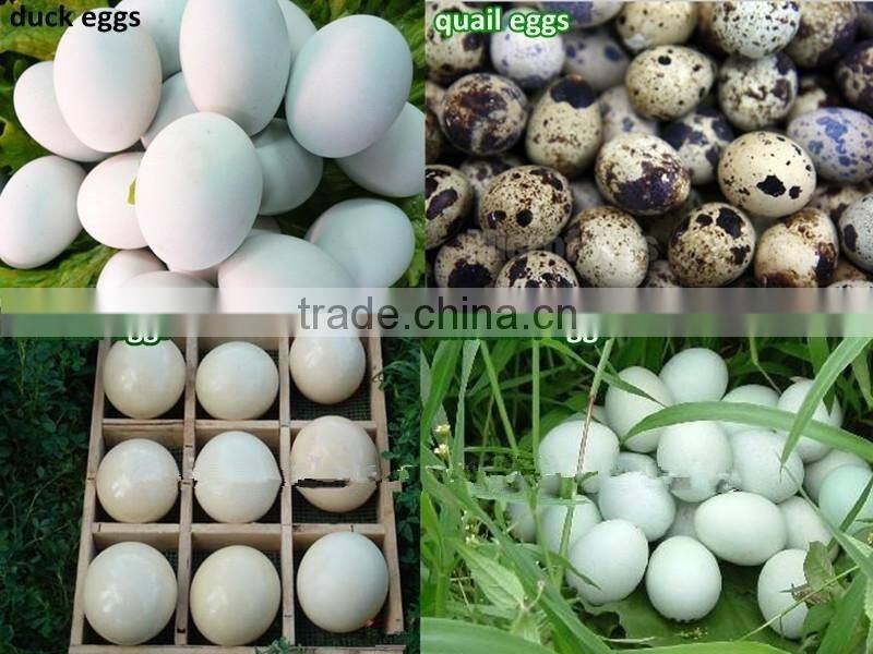 88 chicken egg tray used for incubator