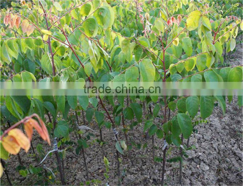 Carambola Fruit tress Seedling