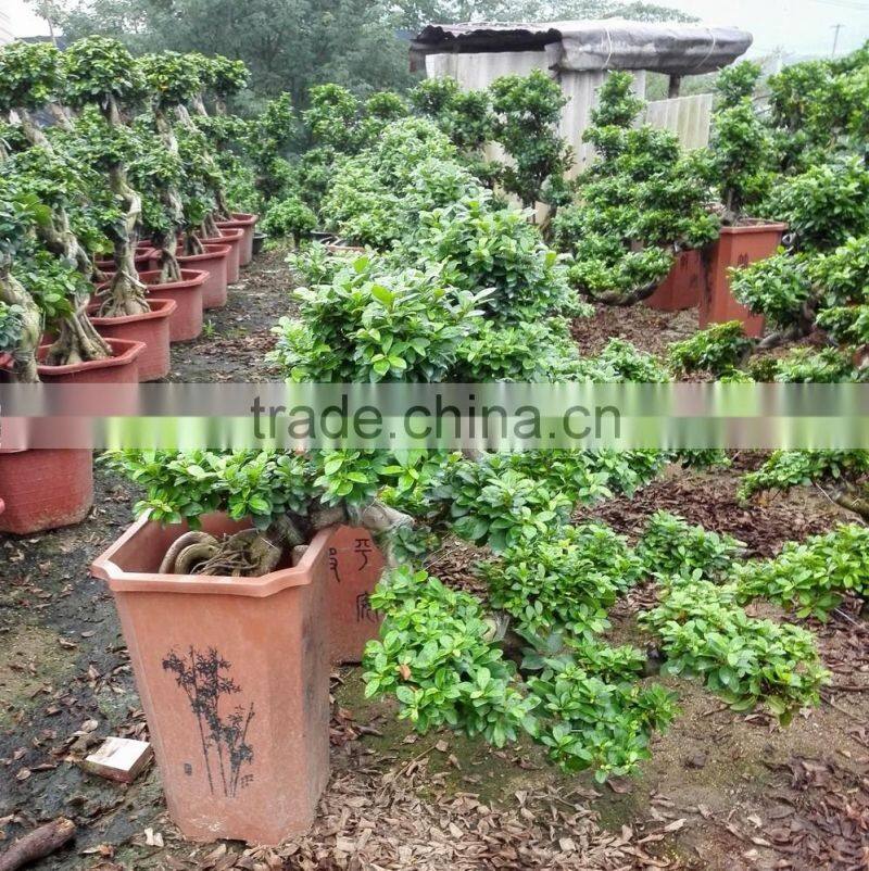 Ficus microcarpa Cliff shape