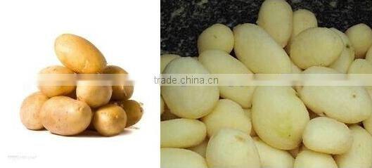 Quality 10kg potato peeler machine price,commercial potato peeler machine(MPP-10)