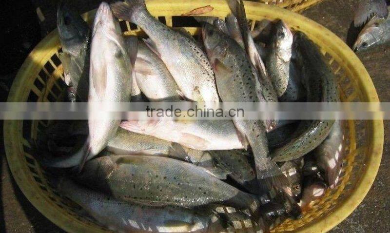 frozen japanese seabass fillet