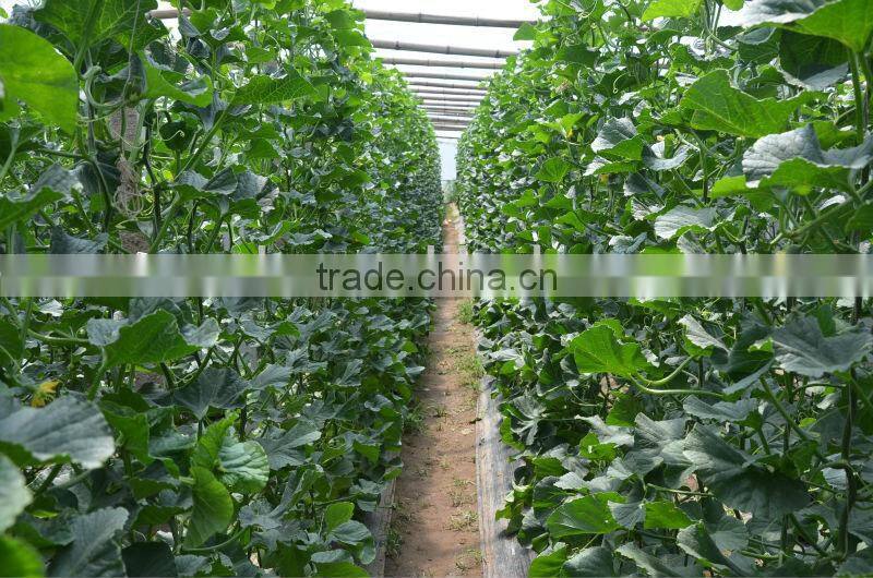 M11-03--planting sweet melon hybrid seed f1
