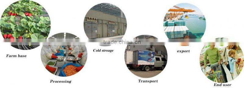 frozen chopped spinach