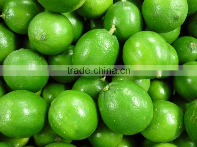 HIGH QUALITY JAPAN SWEET POTATO