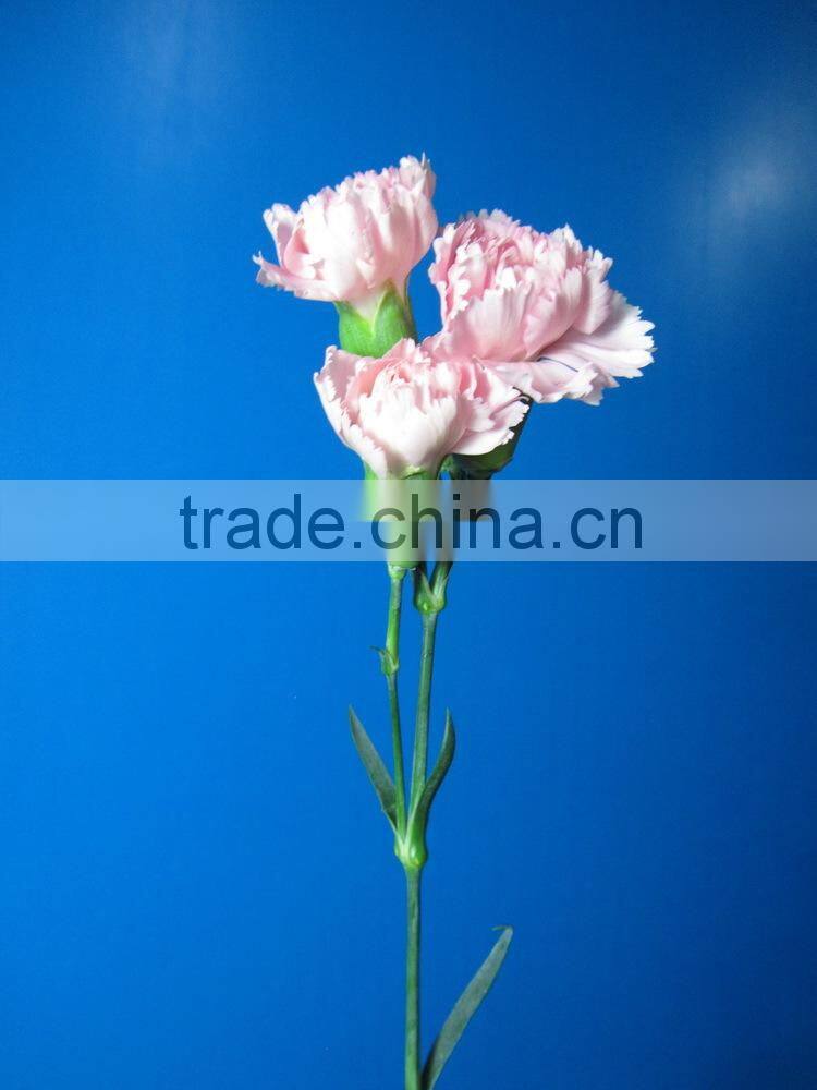 Pure and mild flavor promotional 2015 carnation