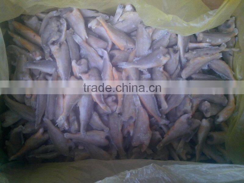 Zhoushan farming headless frozen small croaker