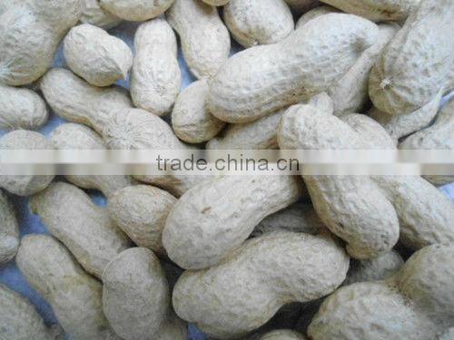 shandong 2015 crop bulk raw peanuts