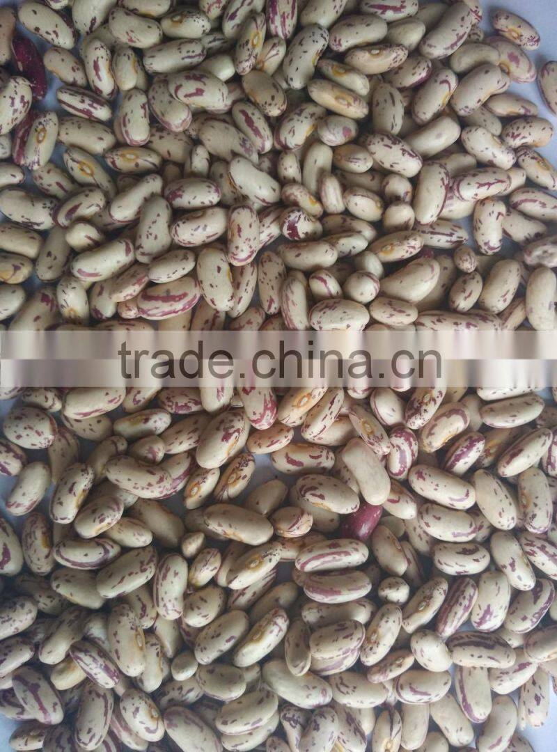 2016 light speckled kidney bean