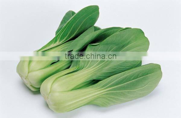 Fresh vegetable pakchoi cabbage frozen cabbage