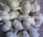 new garlic price
