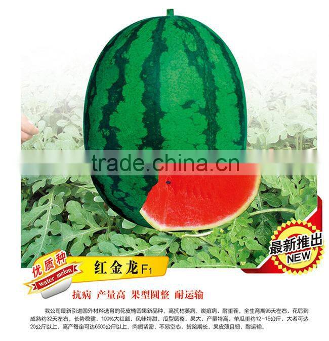 High Yield Chinese Hybrid F1 Sweet Watermelon Seeds For Growing-Red Gold Dragon F1