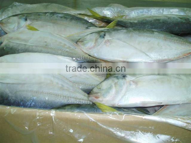 FRESH Frozen Scad ROUND HIGH QUALITY