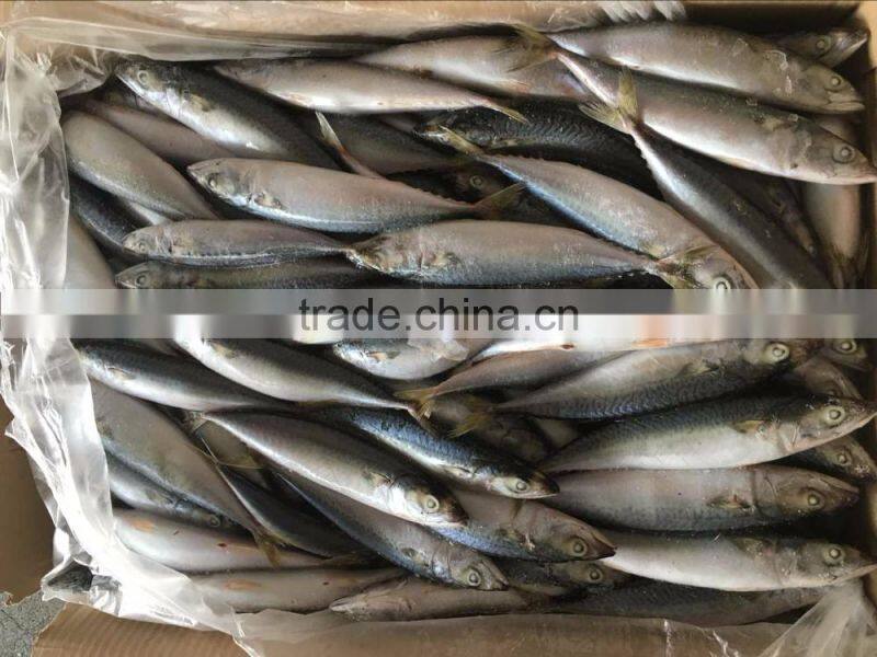 Frozen Pacific Mackerel In Fish