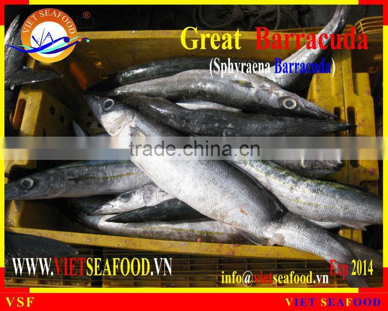 FROZEN BARRACUDA FISH WHOLE ROUND