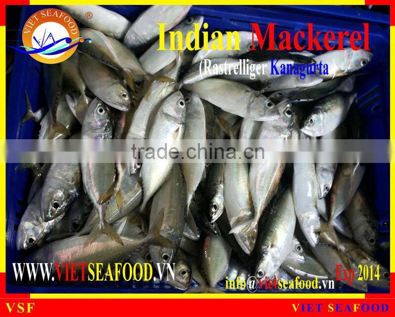 FROZEN INDIAN MACKEREL W/R