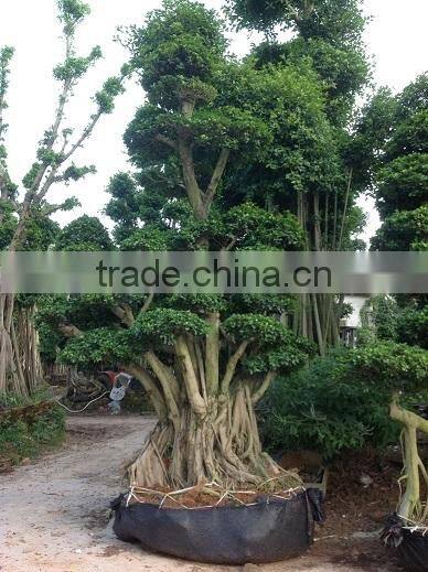 Ficus microcarpa 400cm high bonsai