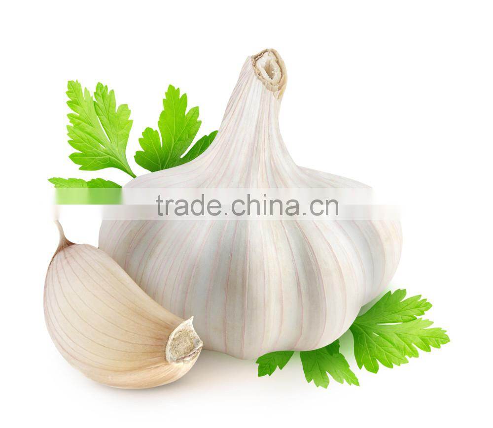 The Best Vegetable Product from China Fresh Garlic