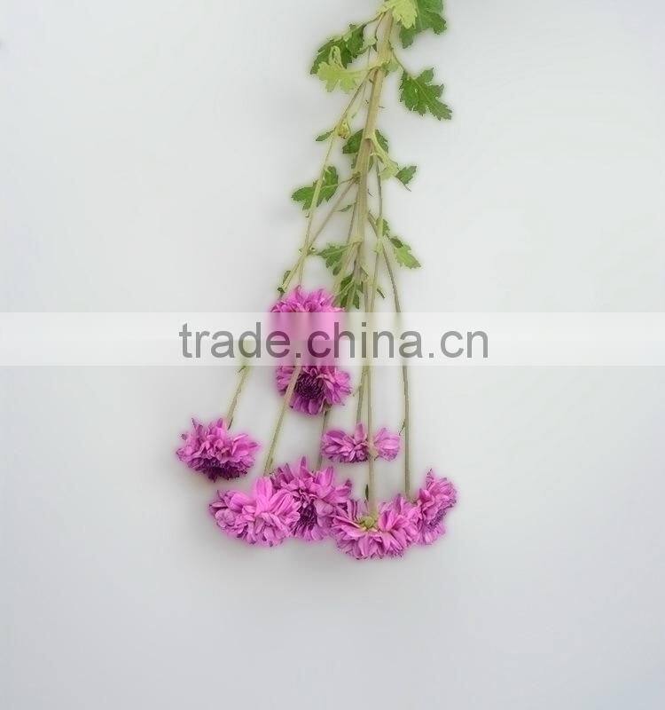 Alibaba china hot selling chrysanthemum from yunnan