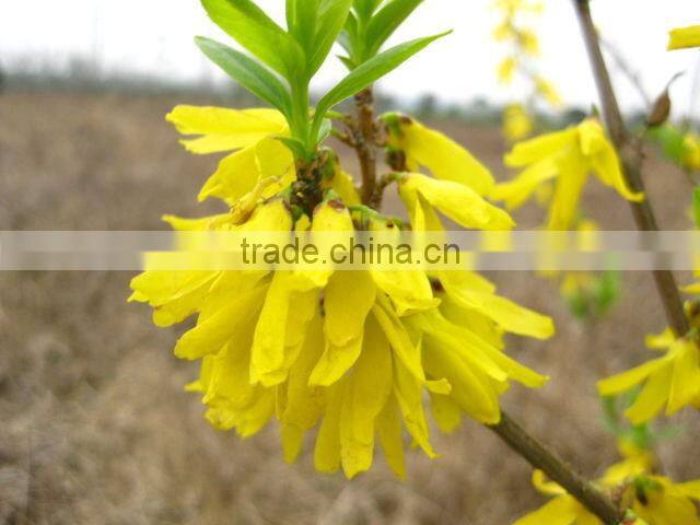 100% Pure and Natural Chinese Weeping Forsythia Herbal Oil