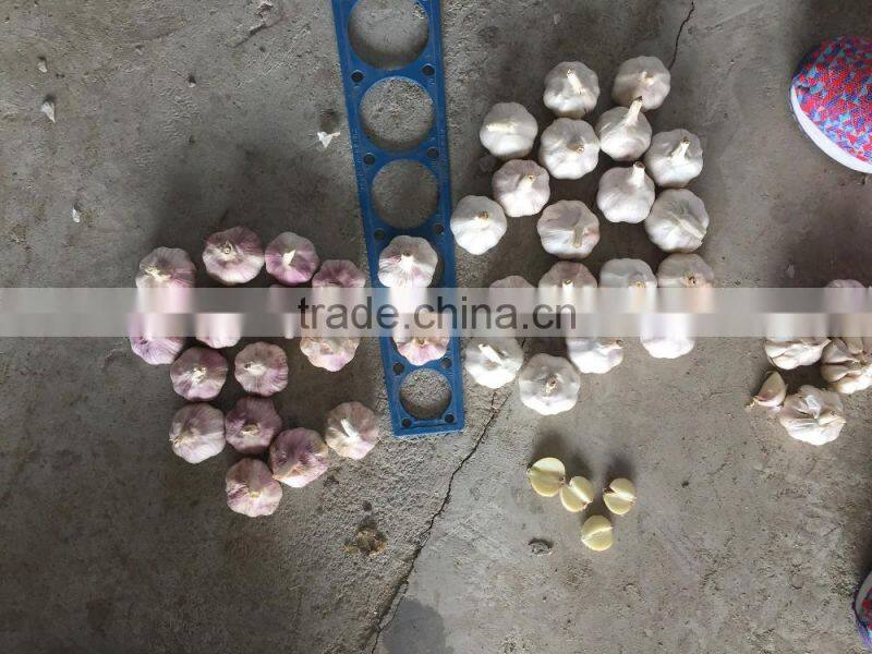 China Red Garlic Price Store Garlic