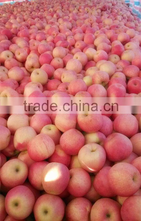 Best selling nutritious Apple Fuji Apples Chinese Fuji Apple