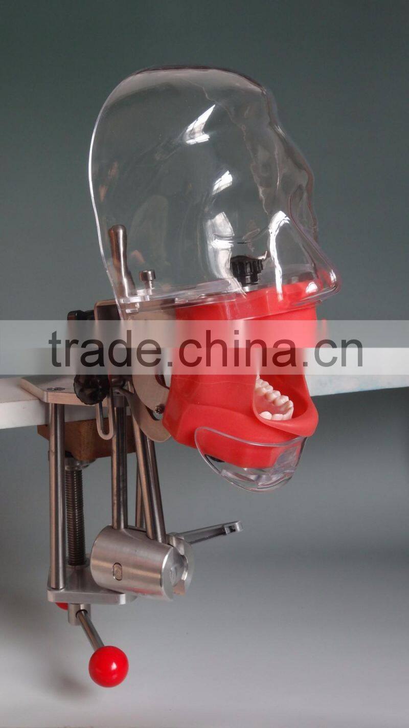 Dental Simultor simple Phantom Head high quality Diagnostic Head Model