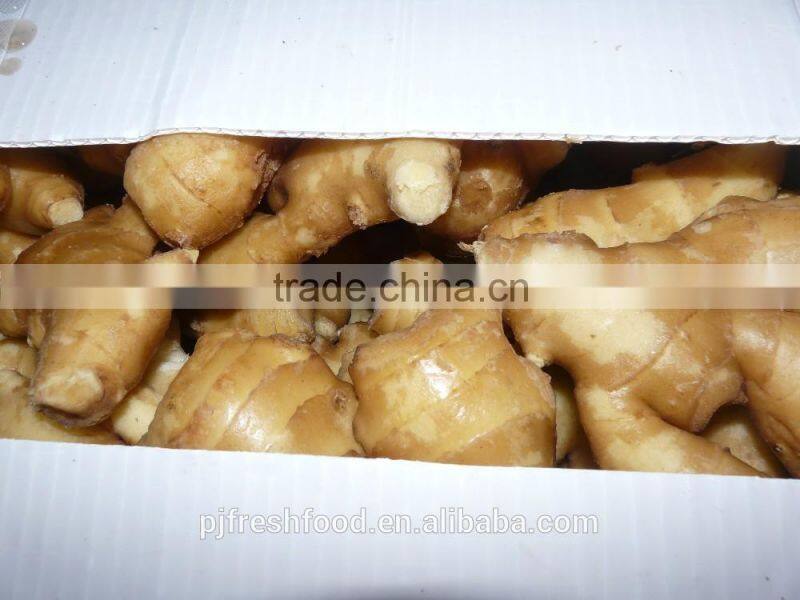 Specification fresh ginger/specification dry ginger