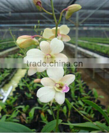 Dendrobium Hybrids Orchid dendrobium plant