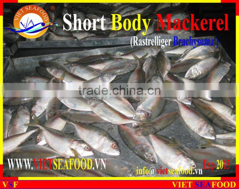 FROZEN SHORT BODY MACKEREL WHOLE ROUND