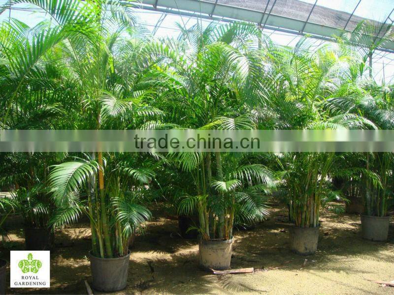 Areca palm (Chrysalidocarpus lutescens) Yellow Butterfly Palm