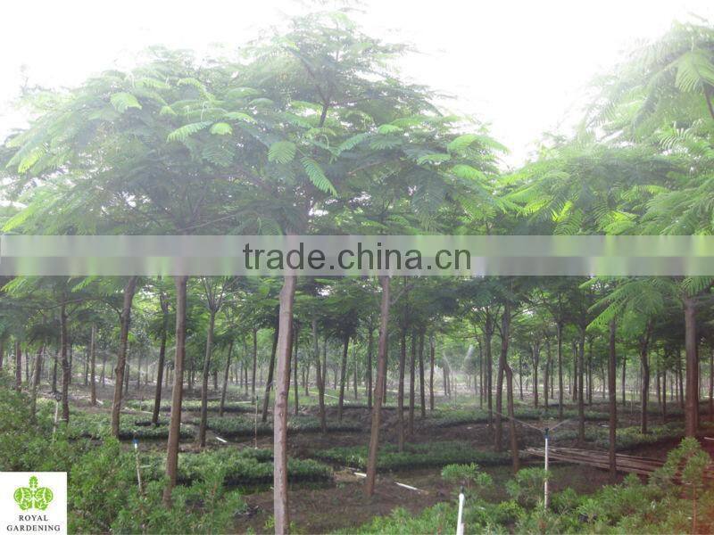 Delonix regia tropical tree for landscaping