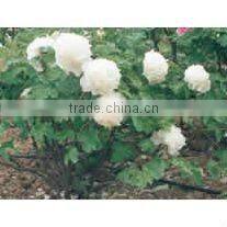 Tree Peony Plant Root Chun Hong Jiao Yan