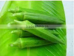 Organic Fresh Okra From Thailand