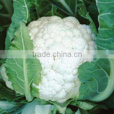 Plateau Over Summering Used High Yield Hybrid White Cauliflower Seed