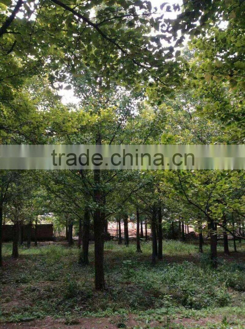 Ginkgo biloba L