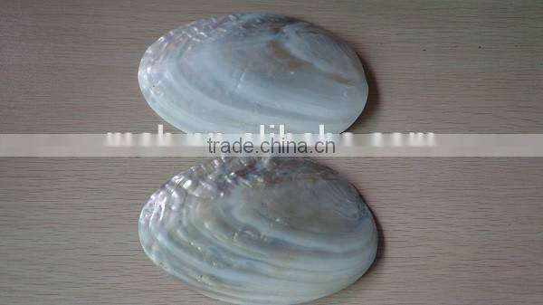 Wholesale chinese polished raw river shell