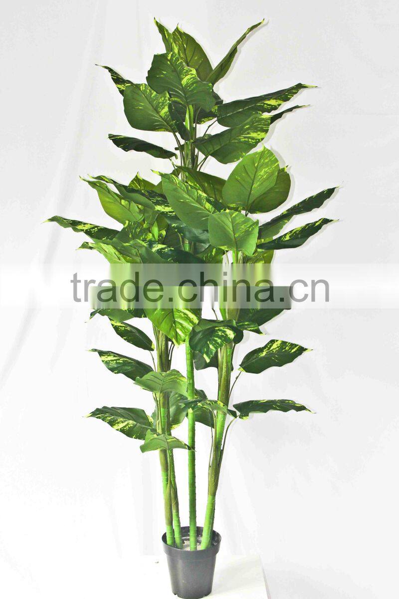 Wholesale outdoor use potted plants