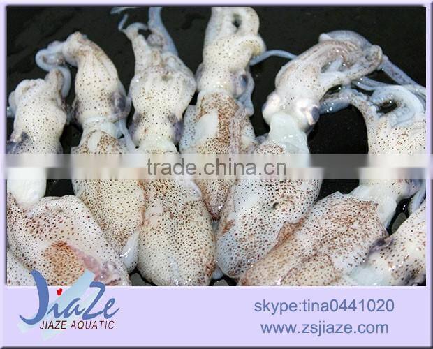 zhoushan aquatic product frozen baby squid